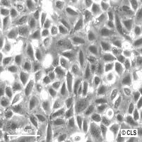 Chang Liver细胞图片